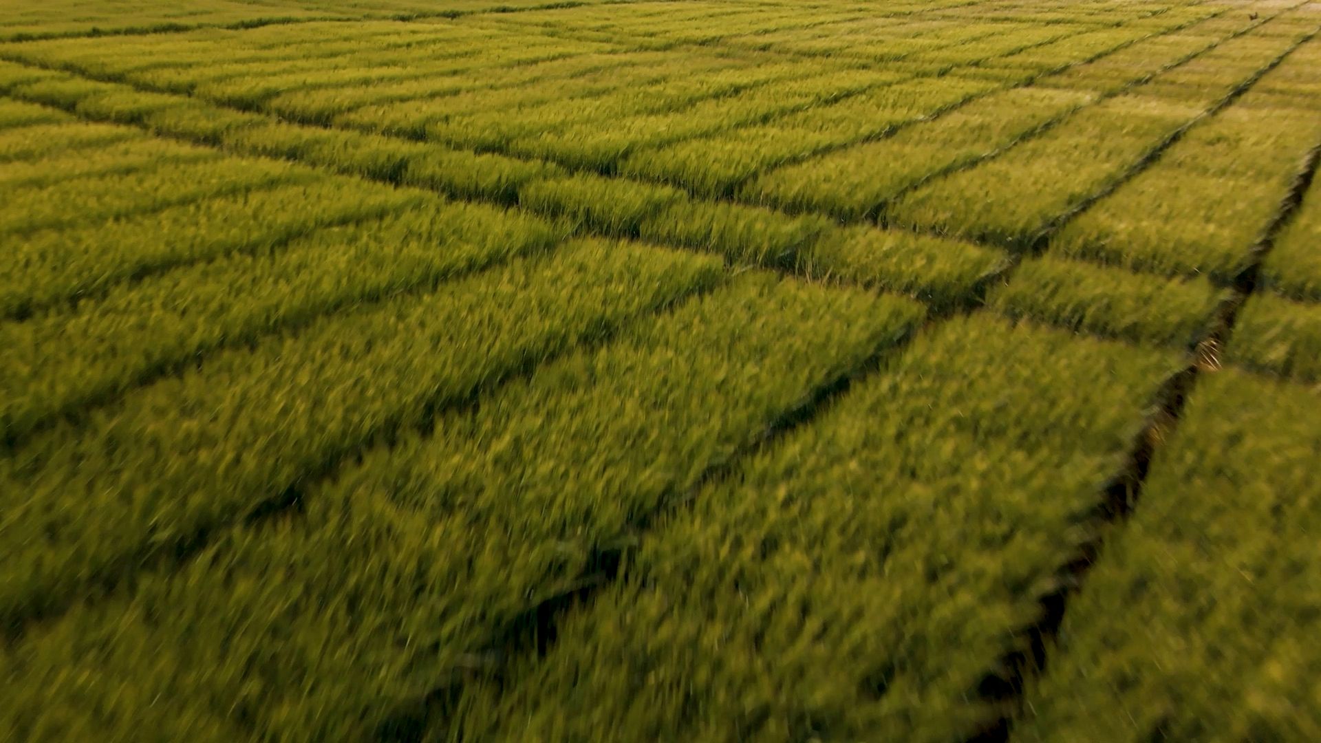 Aerial view of patchwork green fields. Small Batch hero still.